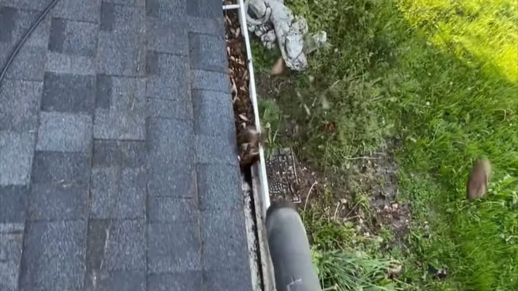 Roof Gutter Cleaning​